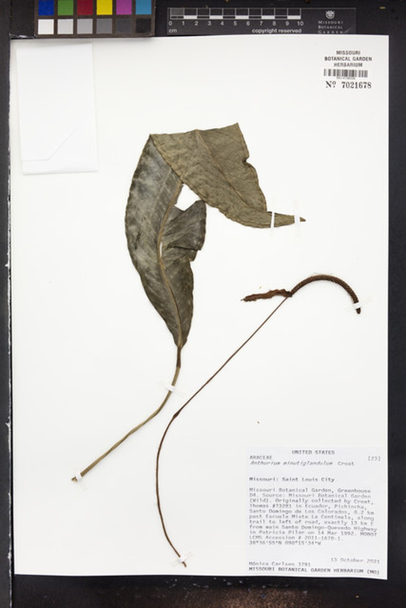 Anthurium minutiglandulum