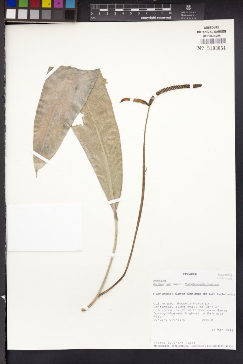 Anthurium minutiglandulum photo 2
