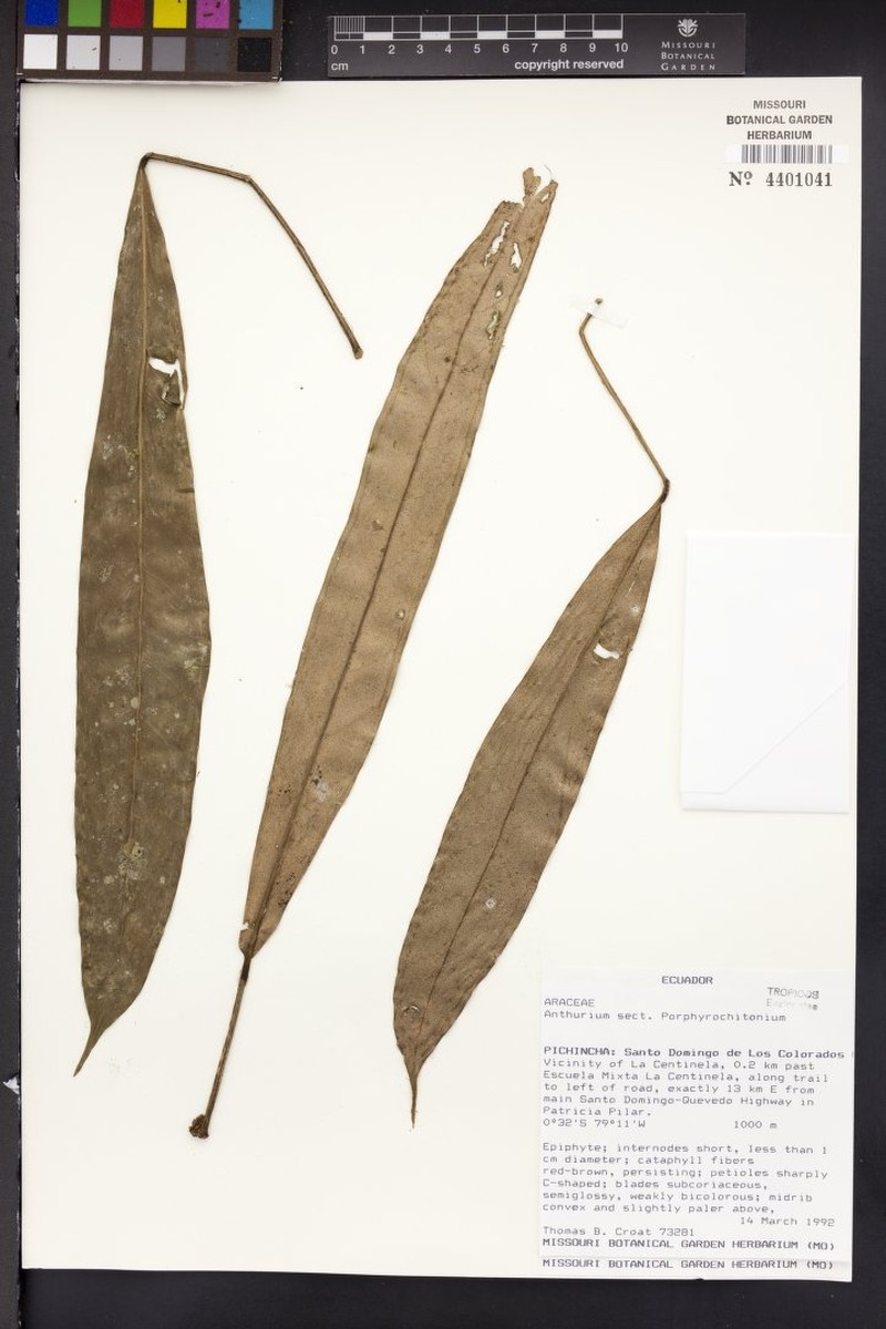 Anthurium minutiglandulum photo 3