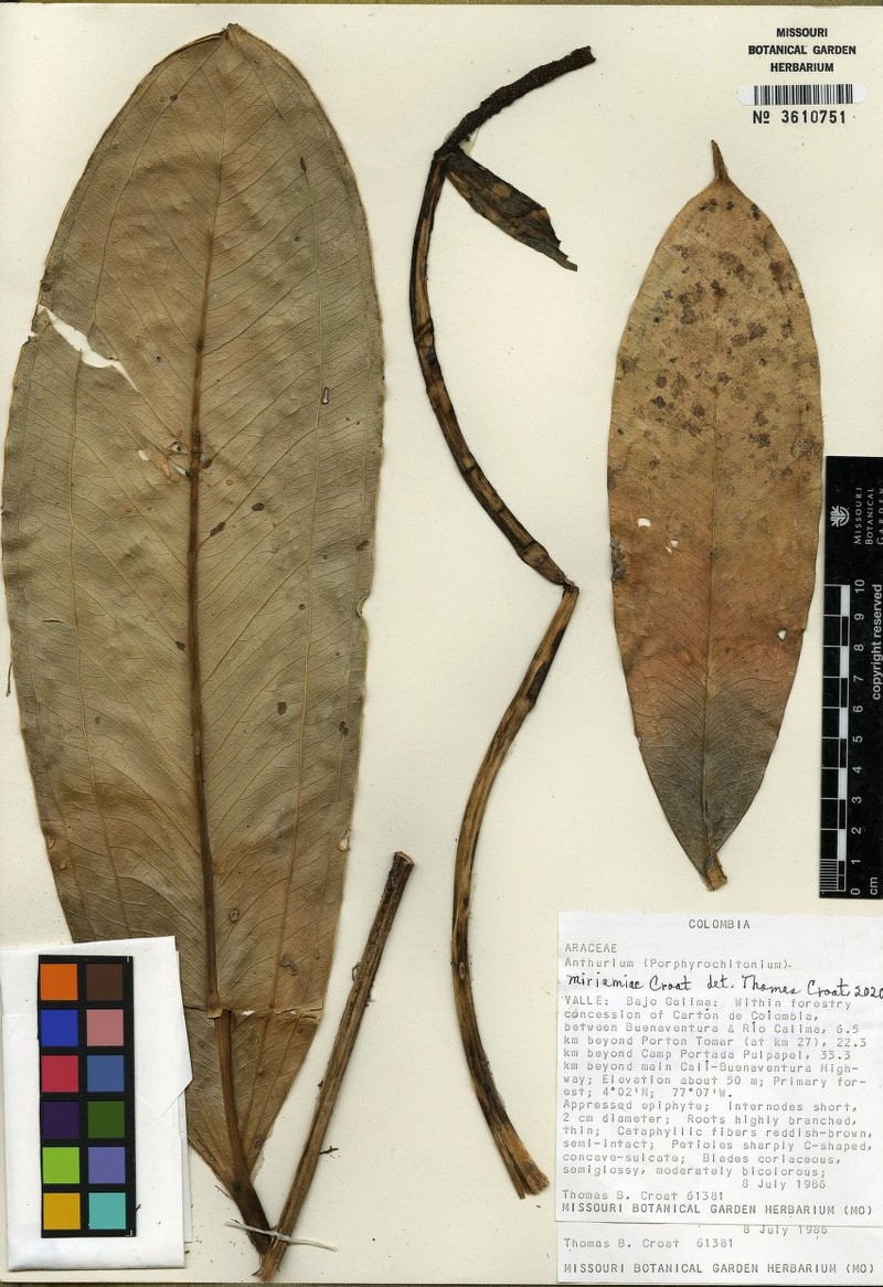 Anthurium miriamiae