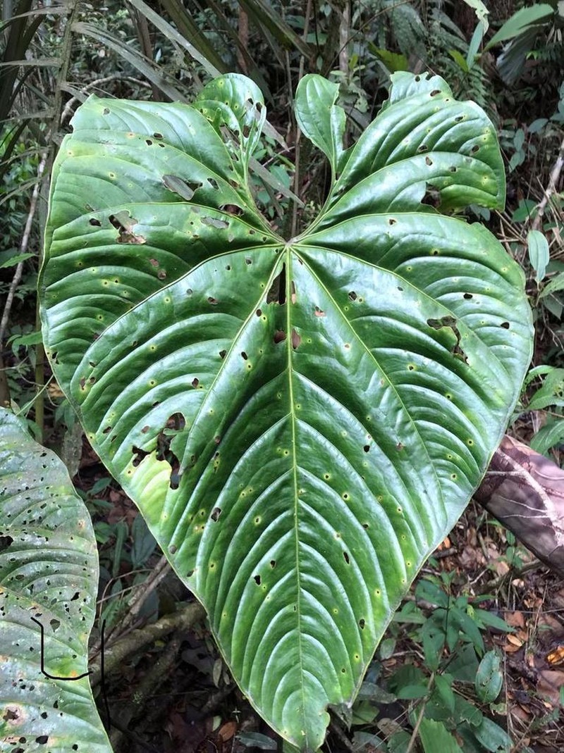 Anthurium modicum
