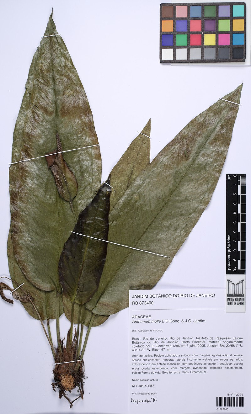 Anthurium molle