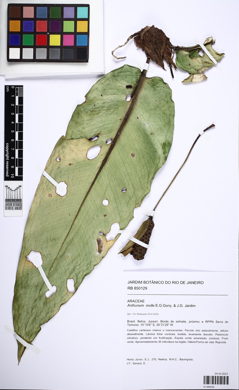 Anthurium molle photo 2