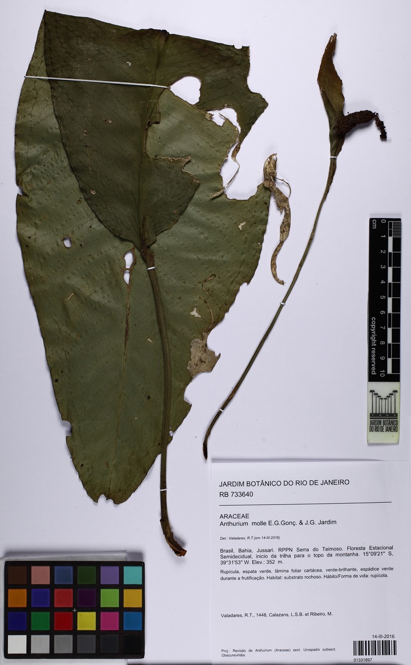 Anthurium molle photo 3