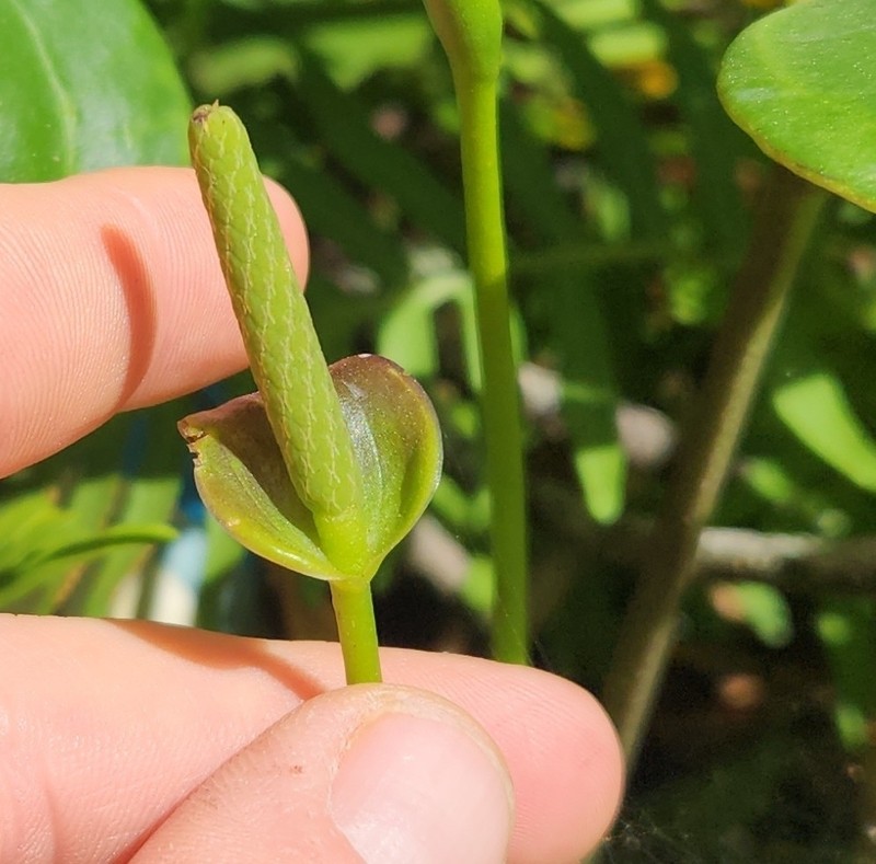 Anthurium montanum