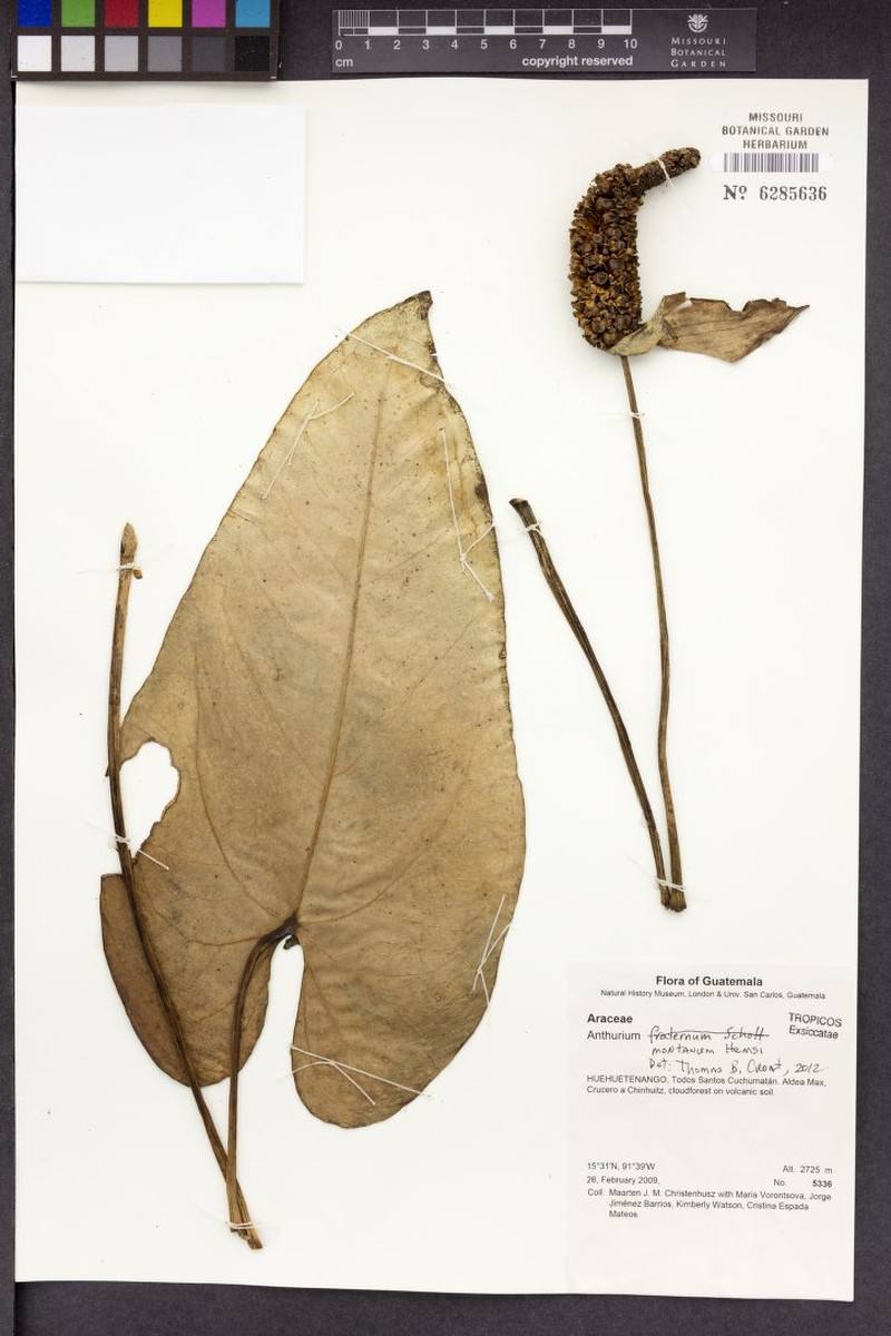 Anthurium montanum photo 3