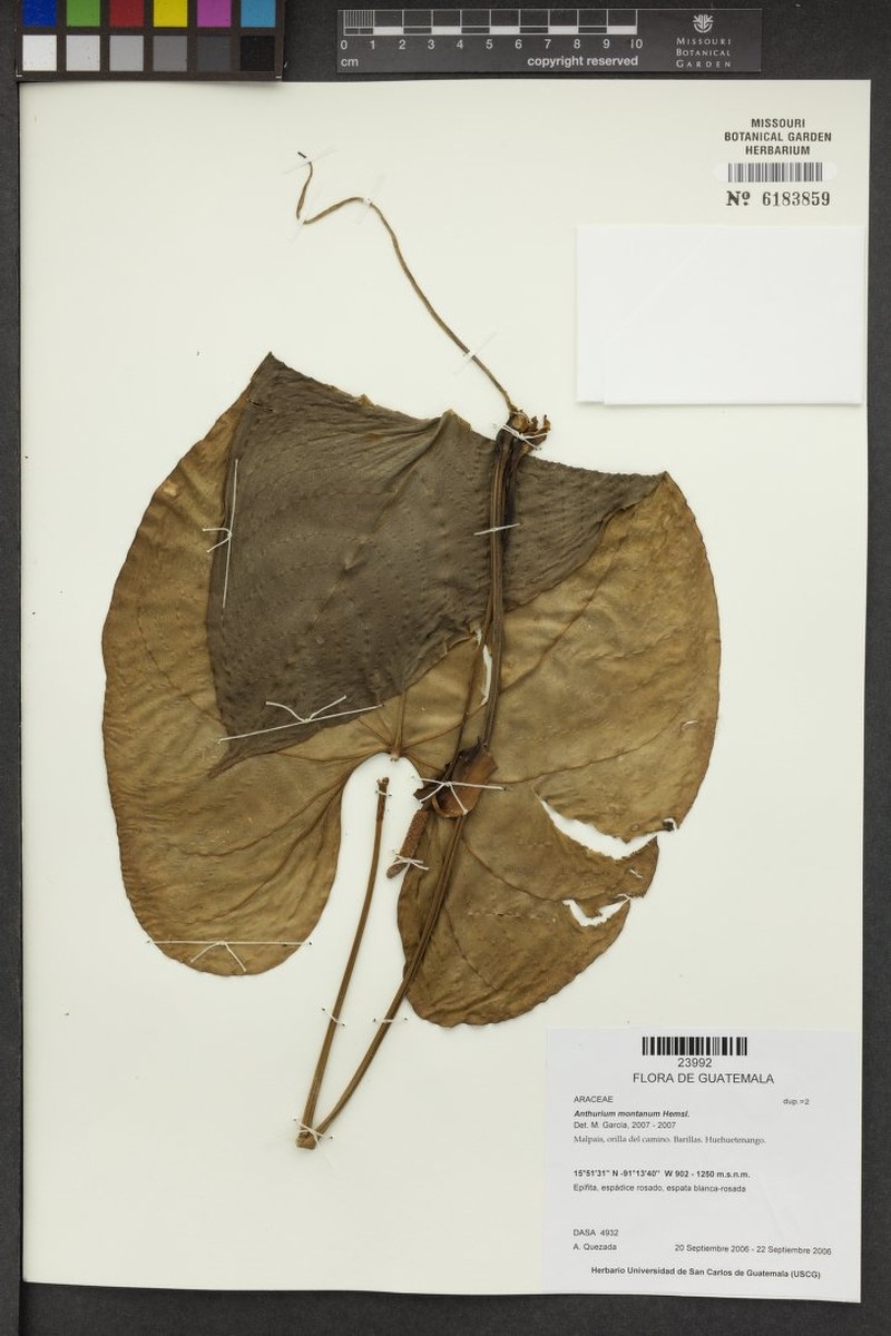 Anthurium montanum photo 4
