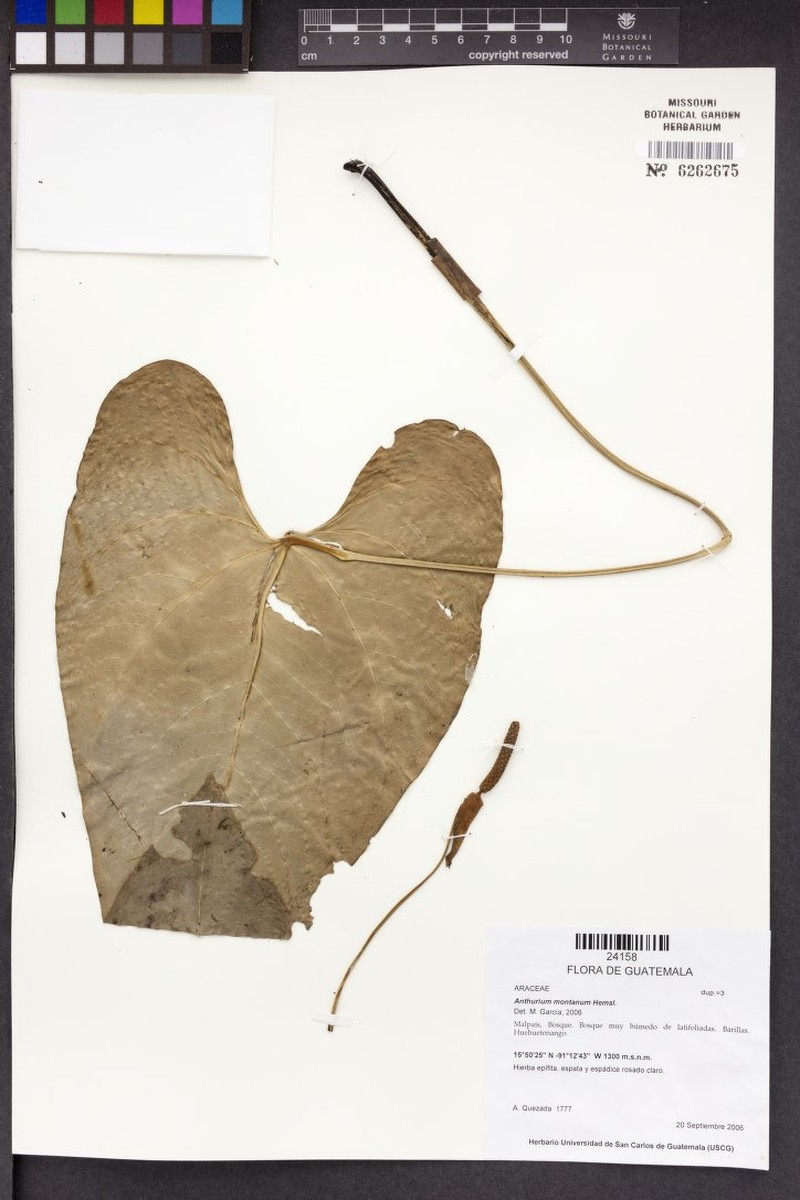 Anthurium montanum photo 5