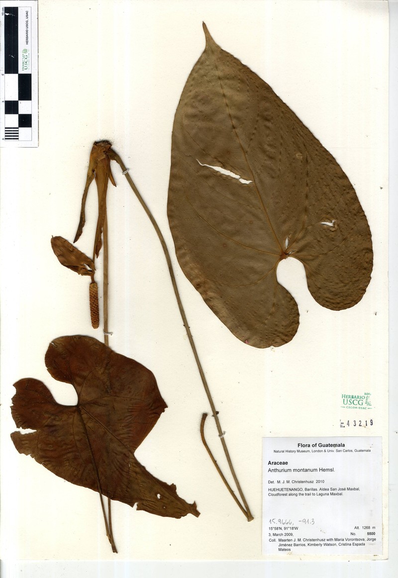 Anthurium montanum