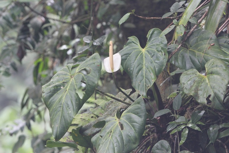 Anthurium monteverdense