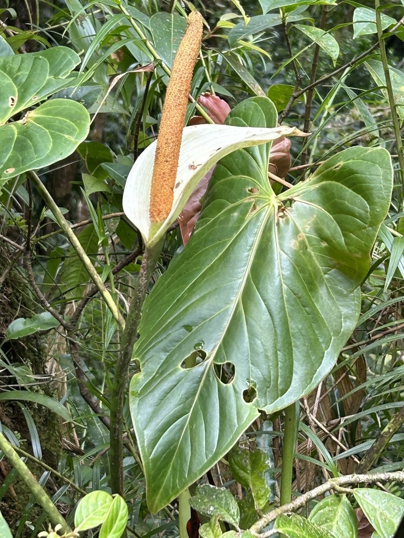 Anthurium monteverdense photo 2