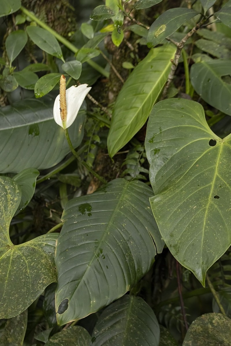 Anthurium monteverdense photo 3
