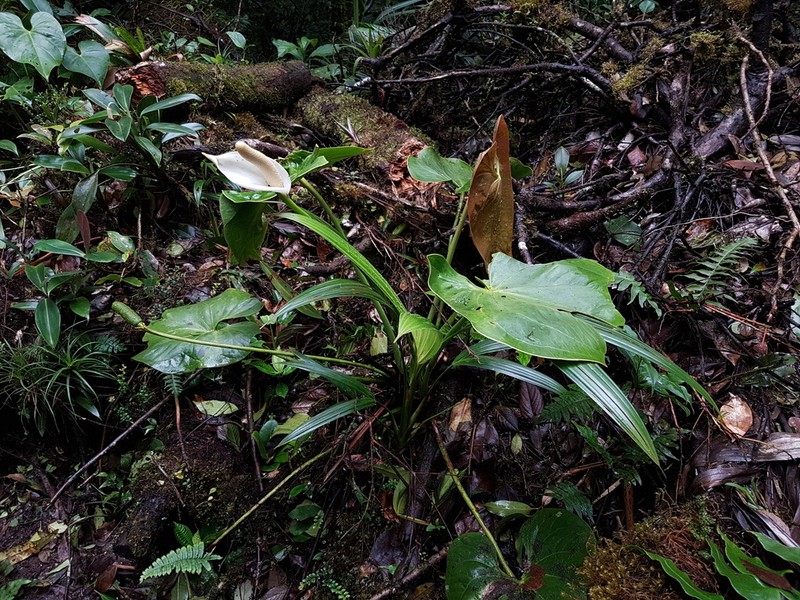 Anthurium monteverdense photo 4