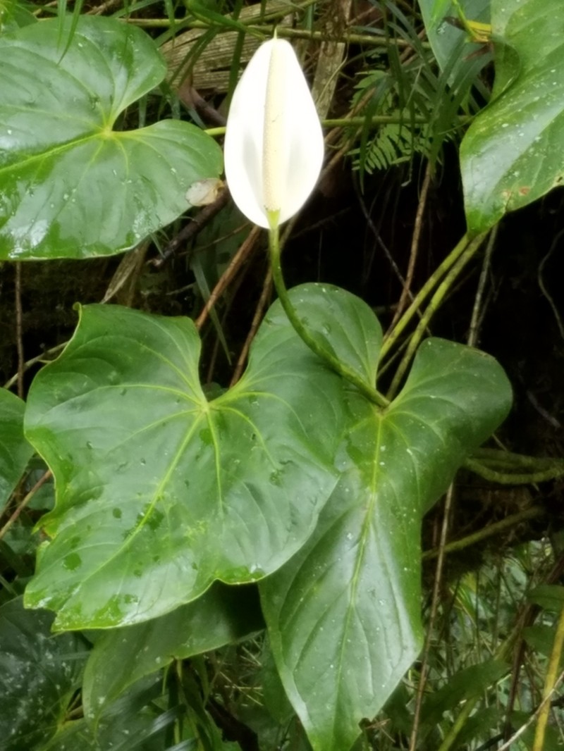 Anthurium monteverdense photo 5