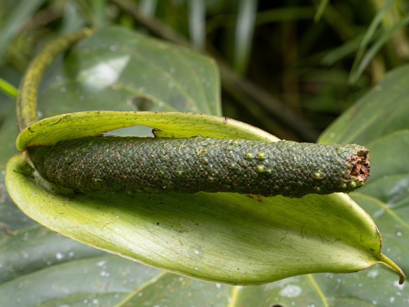 Anthurium monteverdense photo 6