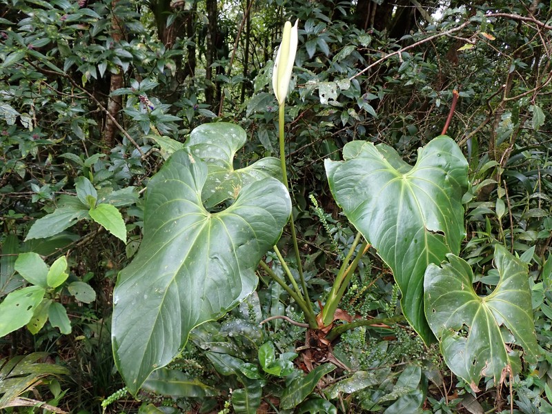 Anthurium monteverdense photo 7