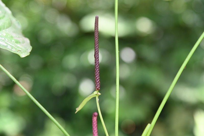 Anthurium monticola photo 2