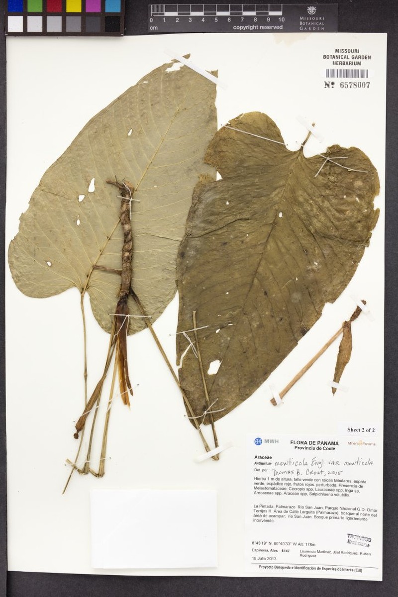 Anthurium monticola photo 3