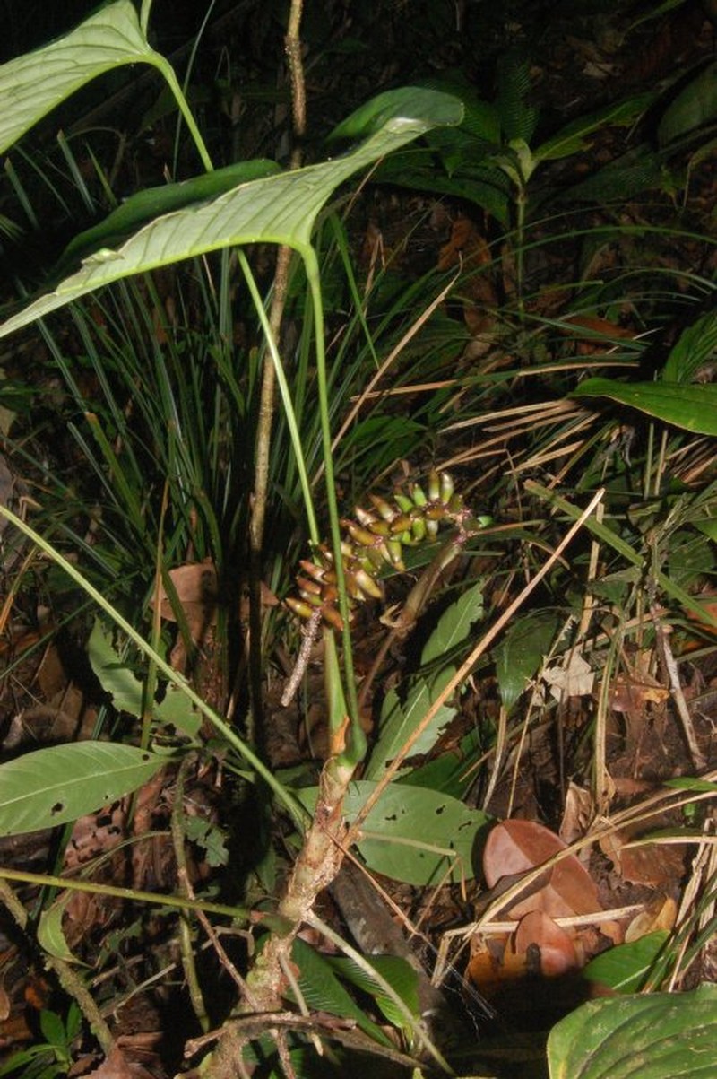 Anthurium monticola photo 4