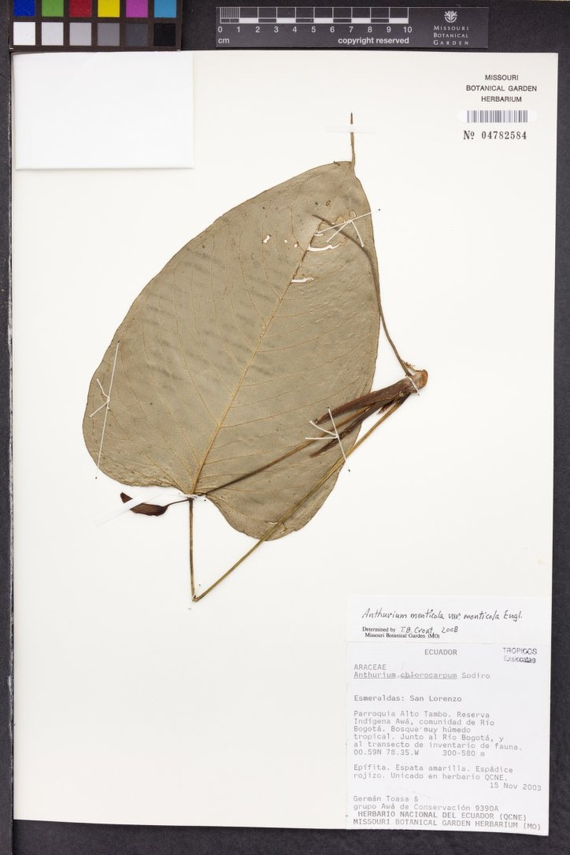 Anthurium monticola photo 5
