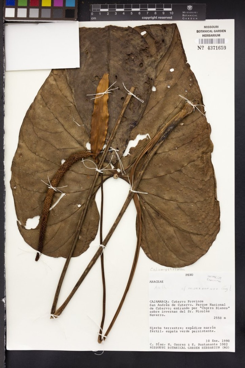 Anthurium monzonense