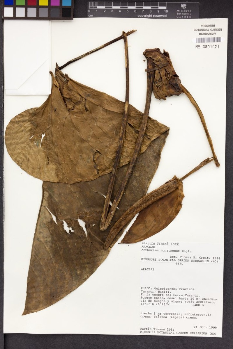 Anthurium monzonense photo 2