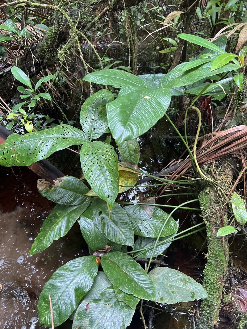 Anthurium moonenii