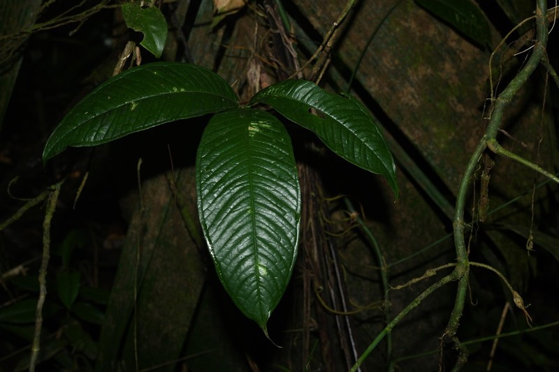 Anthurium moonenii photo 2