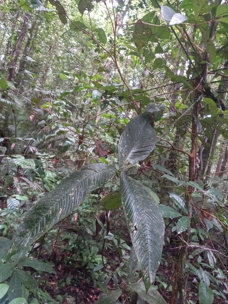 Anthurium moonenii photo 3