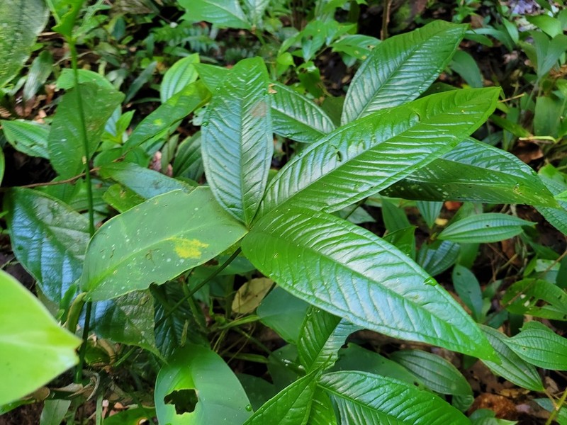 Anthurium moonenii photo 4