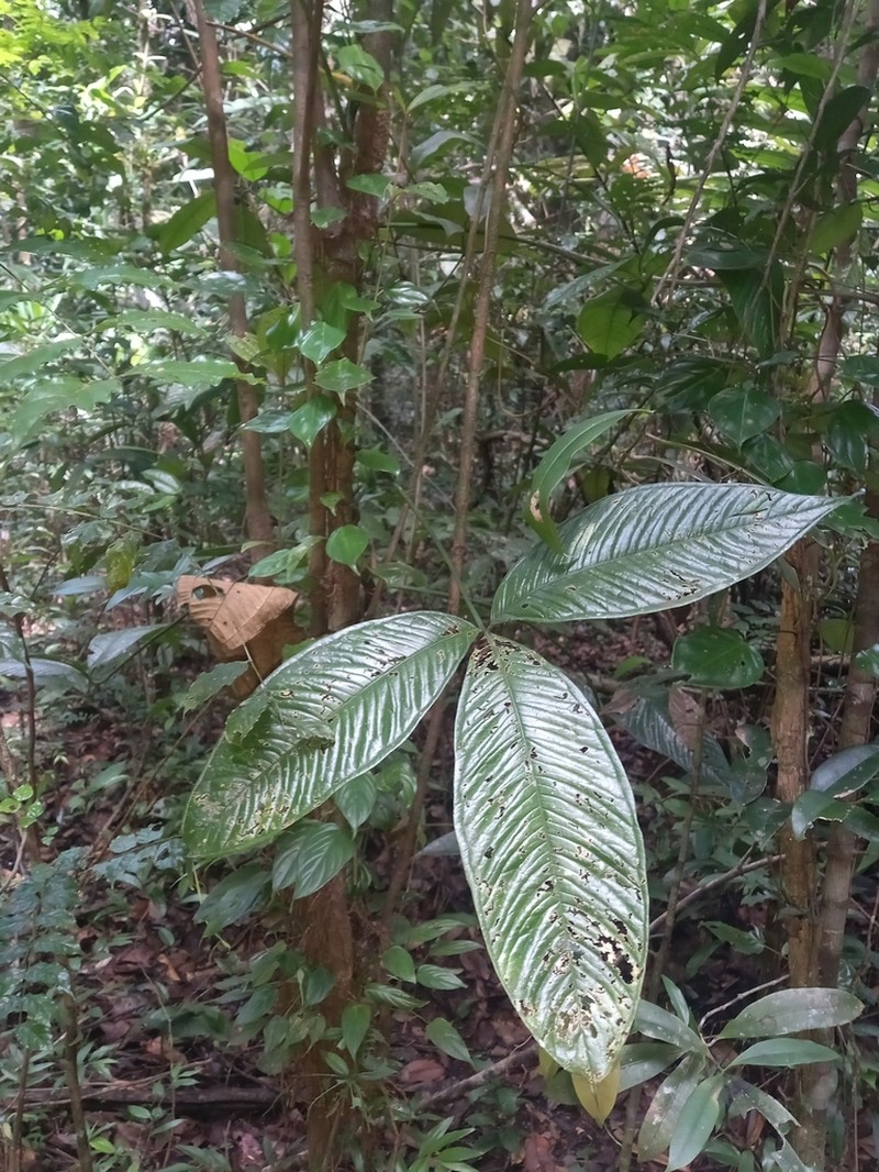 Anthurium moonenii photo 6