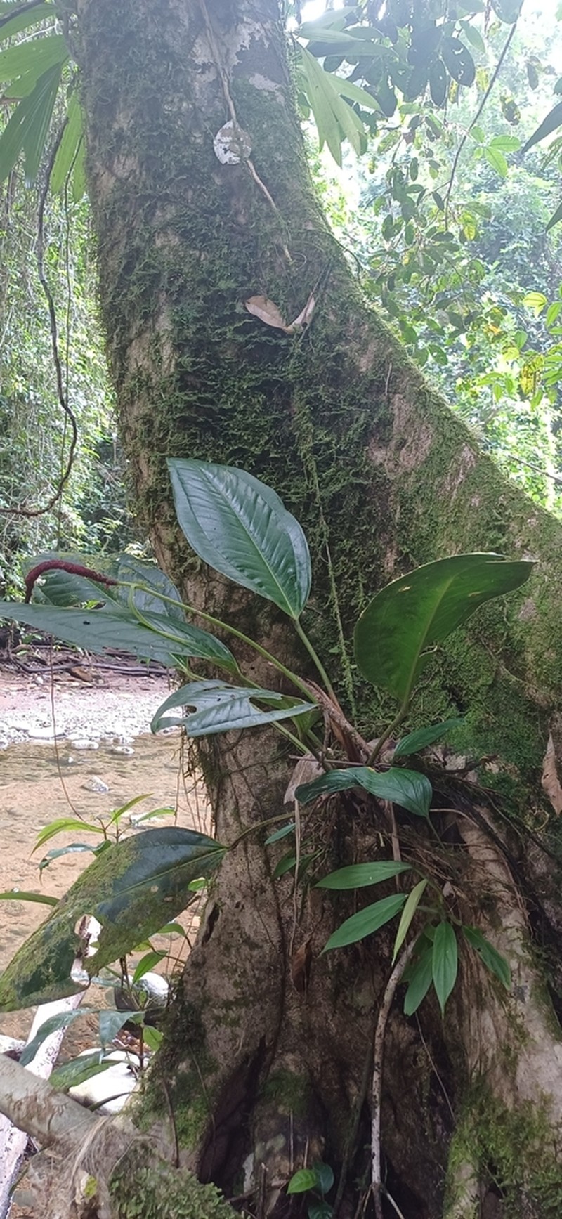 Anthurium morae