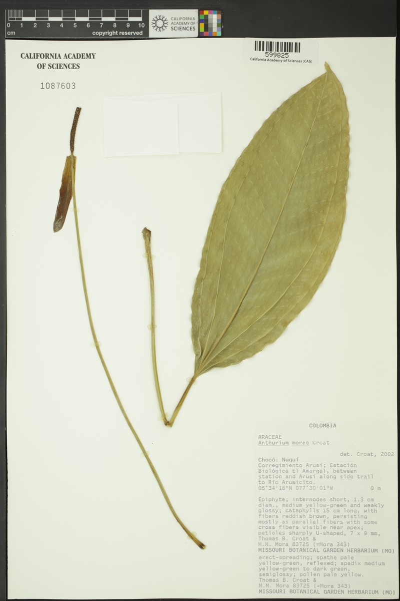 Anthurium morae photo 2
