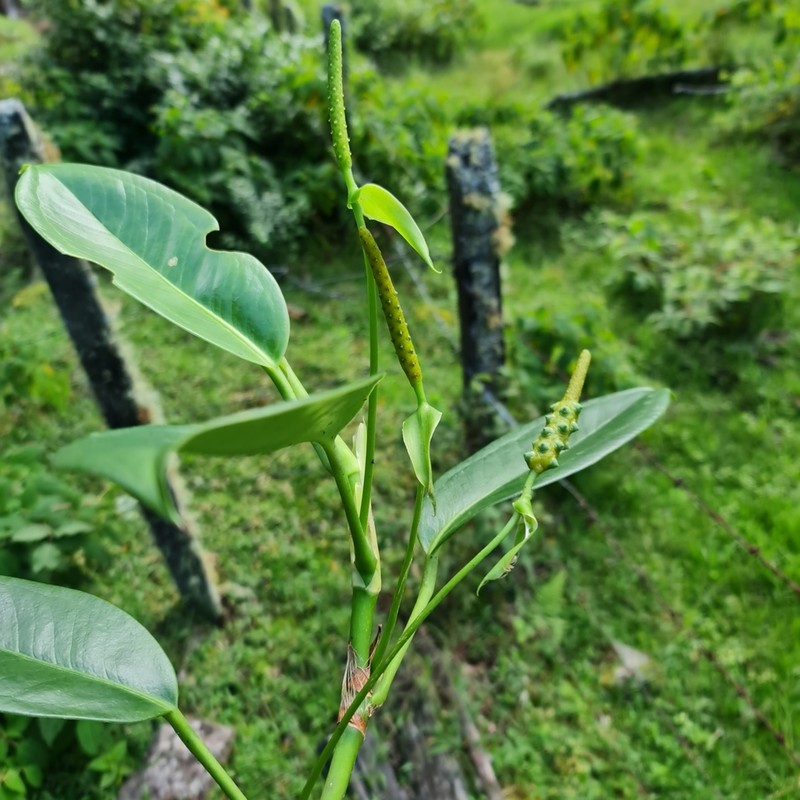 Anthurium morii