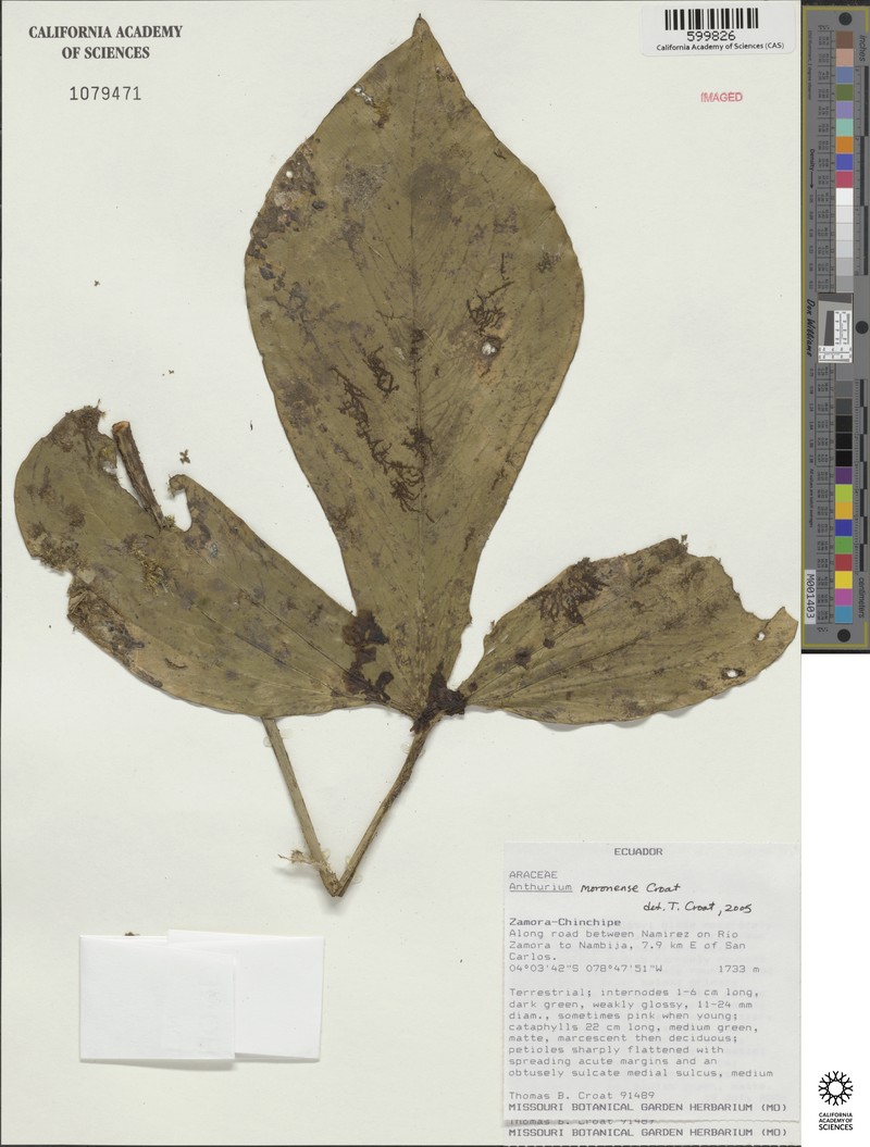 Anthurium moronense