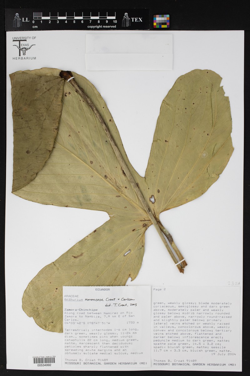 Anthurium moronense photo 2