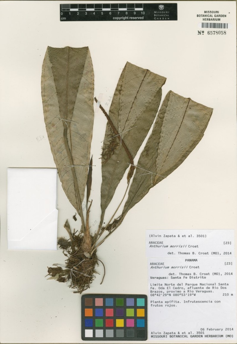 Anthurium morrisii