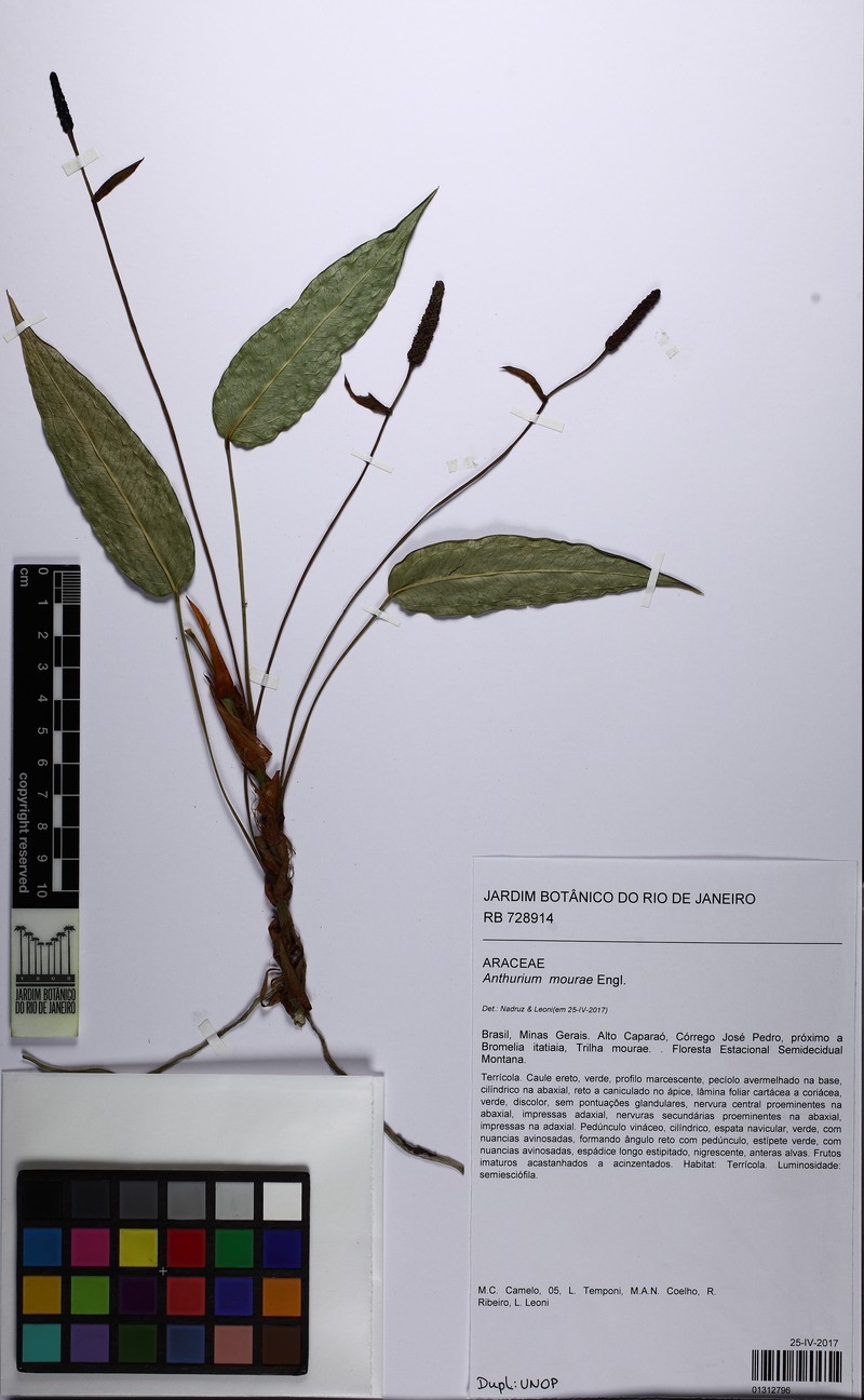 Anthurium mourae