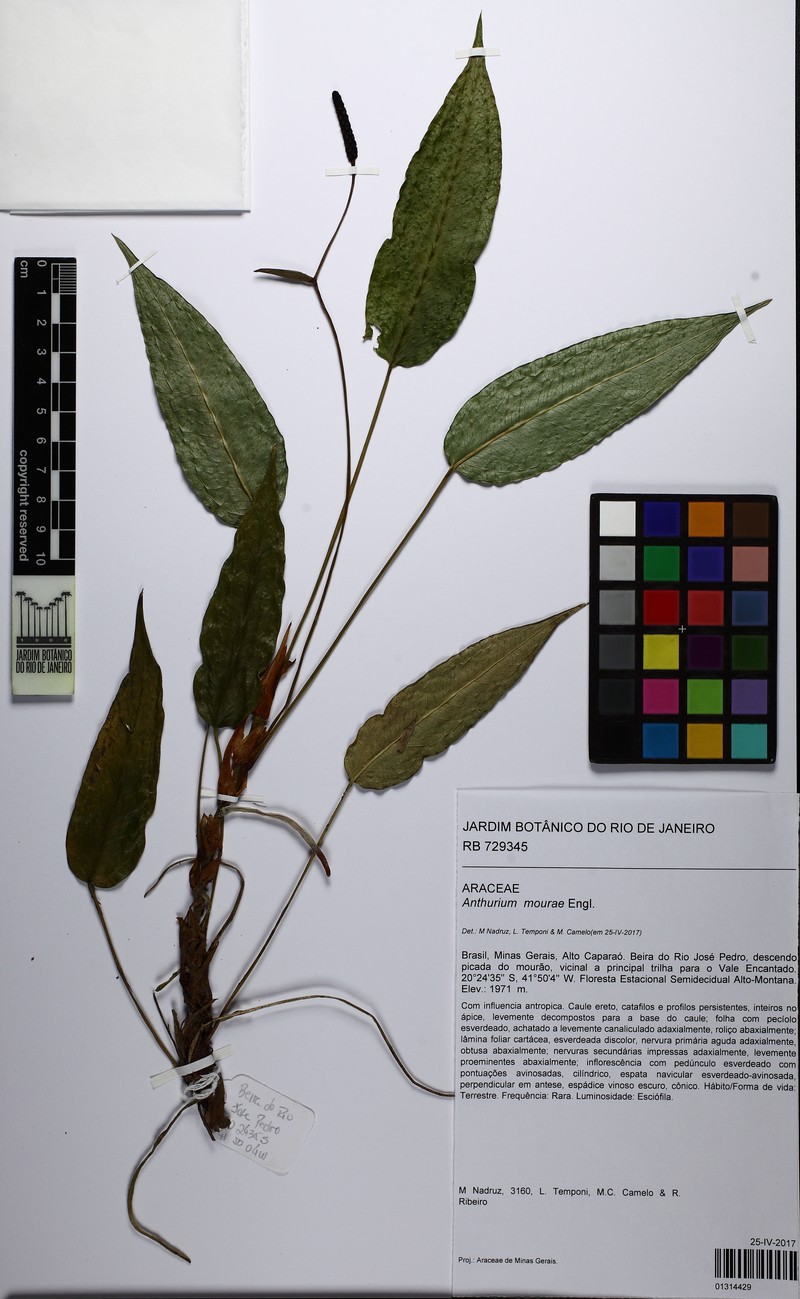 Anthurium mourae photo 2