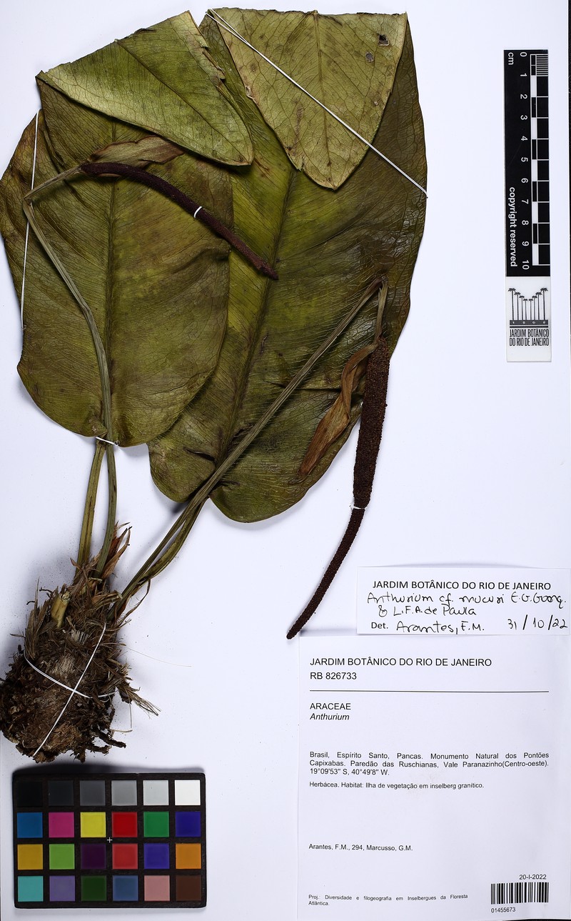 Anthurium mucuri