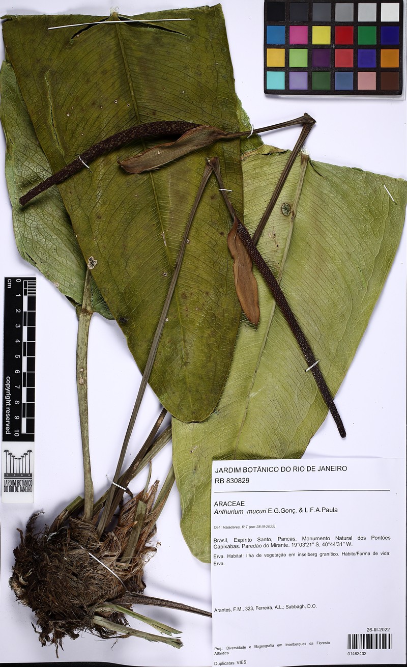 Anthurium mucuri photo 2
