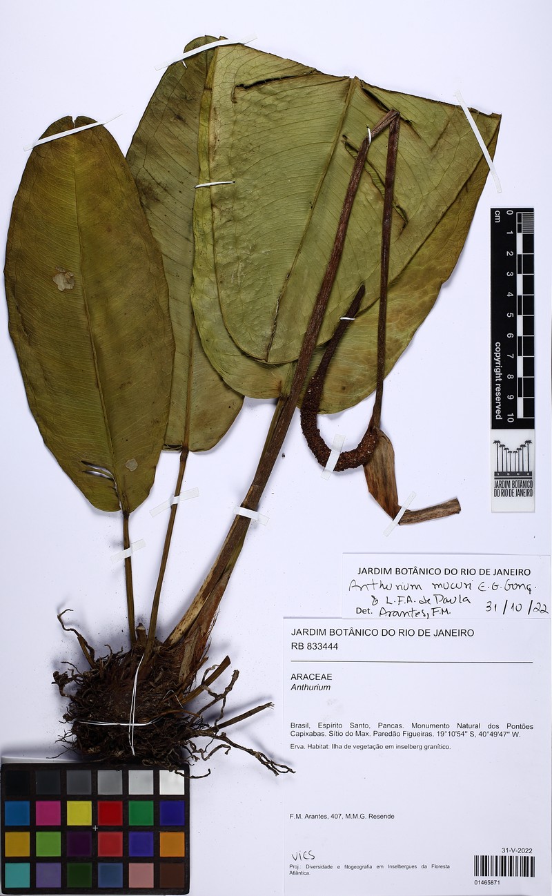 Anthurium mucuri photo 3