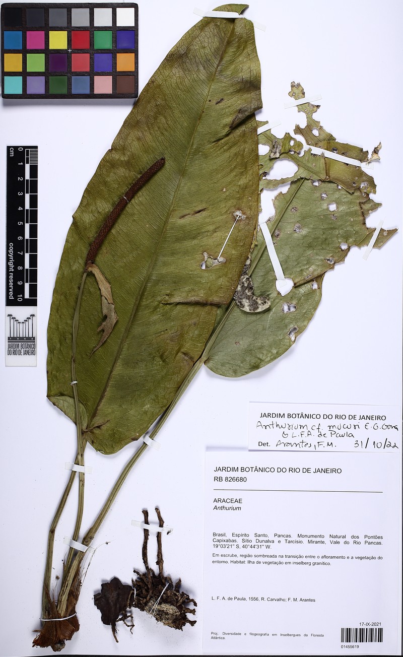 Anthurium mucuri photo 4