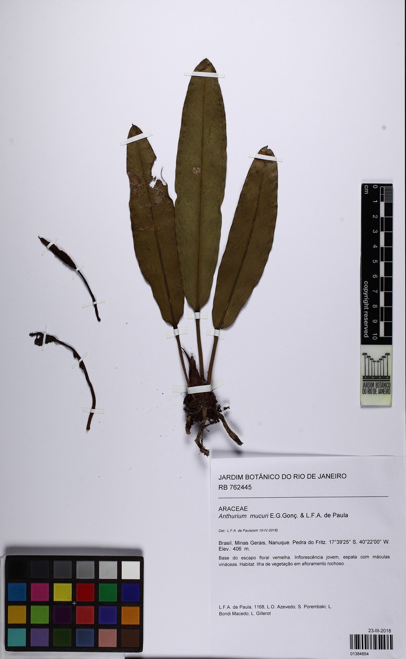 Anthurium mucuri photo 6