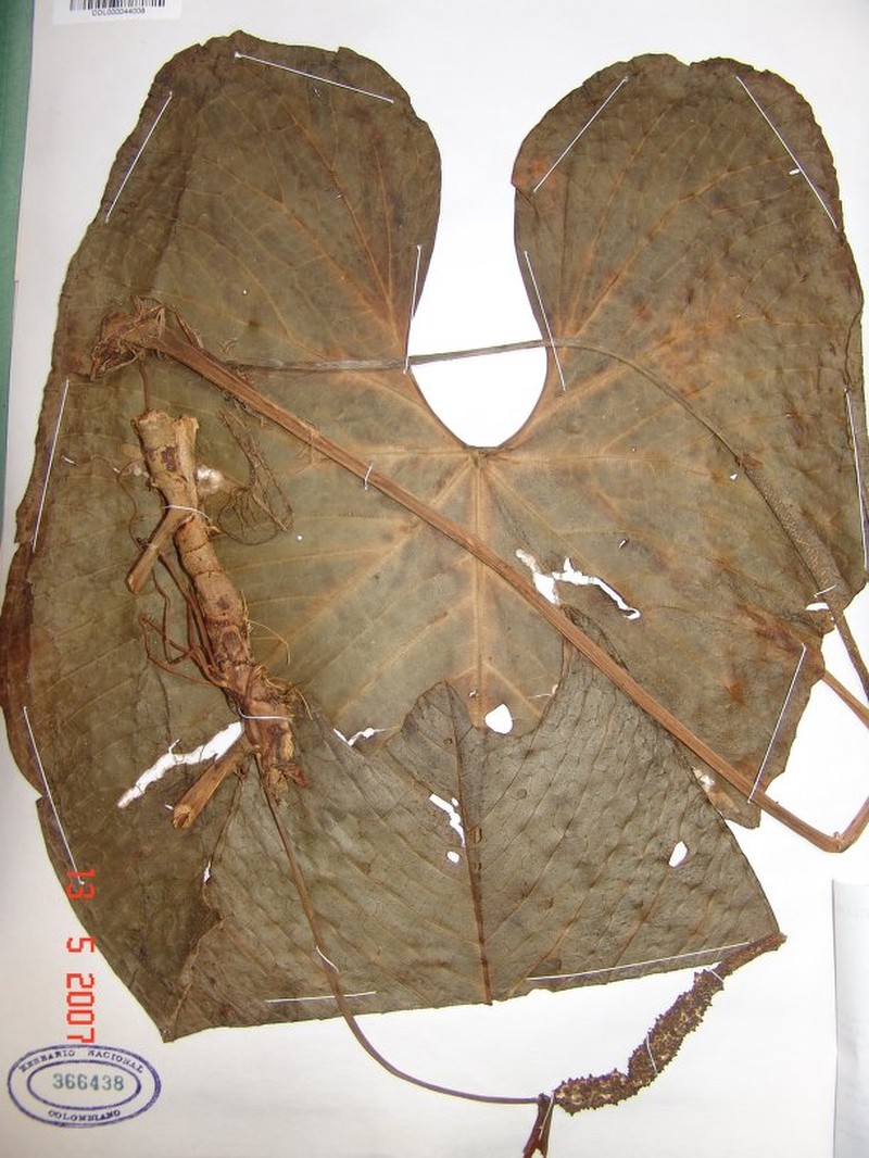 Anthurium multinervium photo 4