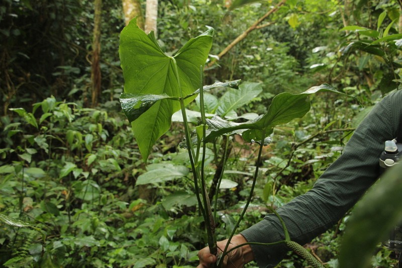 Anthurium multisulcatum
