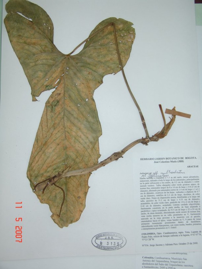 Anthurium multisulcatum photo 2