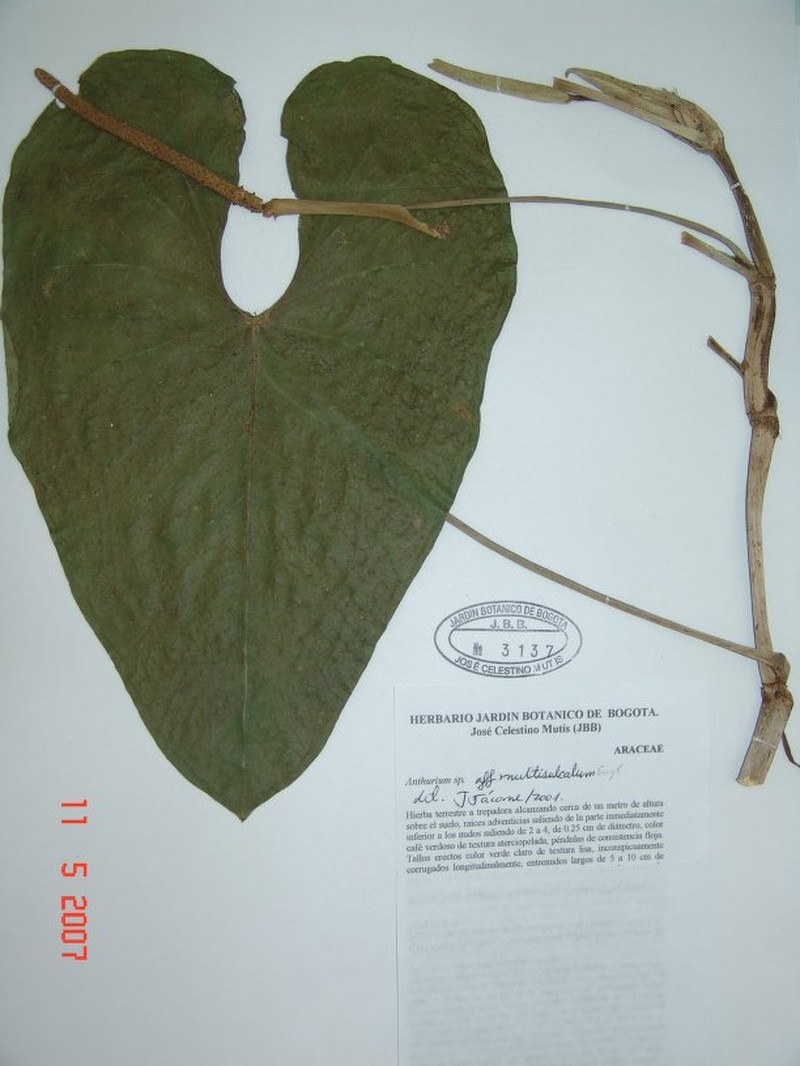Anthurium multisulcatum photo 3