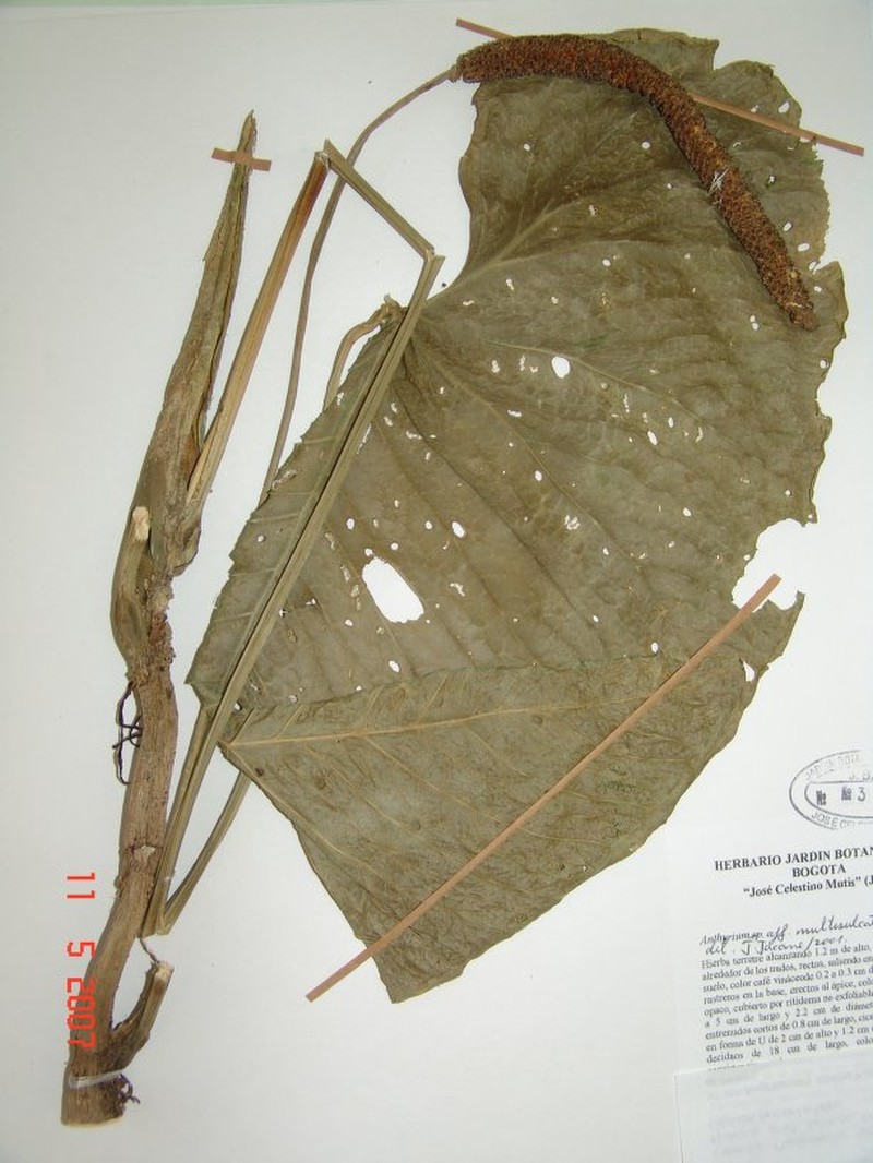Anthurium multisulcatum photo 4