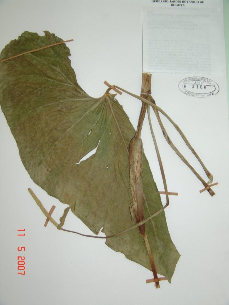 Anthurium multisulcatum photo 5